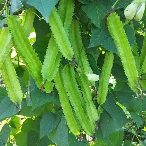 Green Winged Bean Seeds – Heirloom, Non-GMO, High Germination Organic Garden Seeds Planting