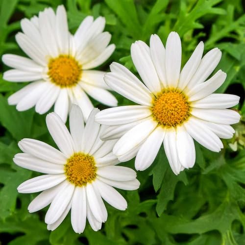 Argyranthemum Flower Seeds White for Planting – Heirloom Non-GMO High Germination Organic Seeds