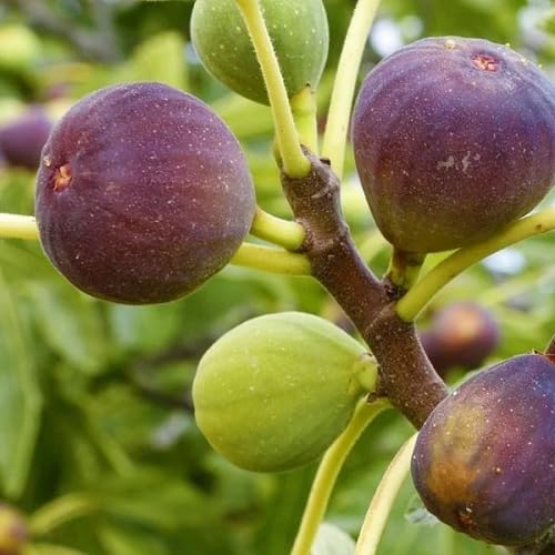 Purple Fig Seeds – Heirloom, Non-GMO, High Germination Organic Garden Seeds