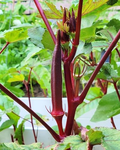 Rote Okra-Samen – Alte Sorte, gentechnikfrei, hohe Keimfähigkeit Bio-Gartensaatgut zum Pflanzen