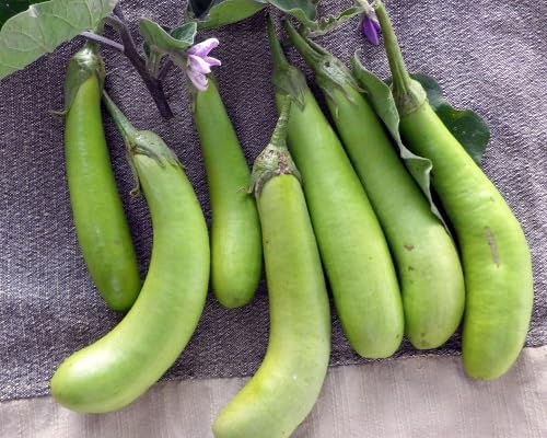 Eggplant Green Seeds – Heirloom, Non-GMO, High Germination Organic Garden Seeds Planting