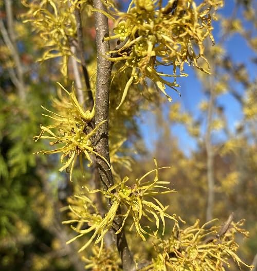 Yellow Hazel Flower Seeds – Heirloom, Non-GMO, High Germination Seeds