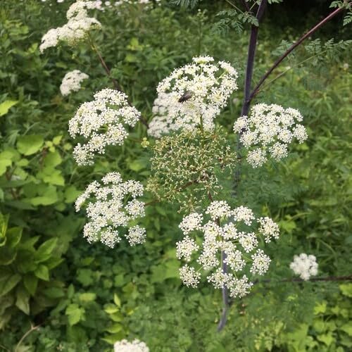 White Hemlock Flower Seeds Heirloom Non-GMO High Germination Seeds