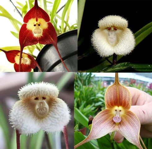 Mixed Dracula Simia Flower Seeds – Heirloom, Non-GMO, High Germination Organic Garden Seeds for Planting