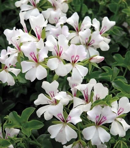 Pelargonium Sidoides Geranium Flower Seeds – Heirloom, Non-GMO Seeds