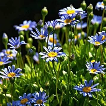 bluefeliciaamelloidesflowerheirloomnongmo flower seeds