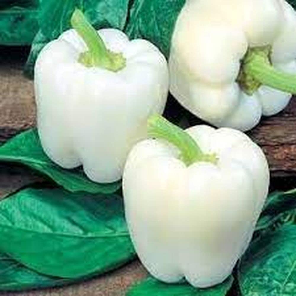 pepper capsicum flower seeds