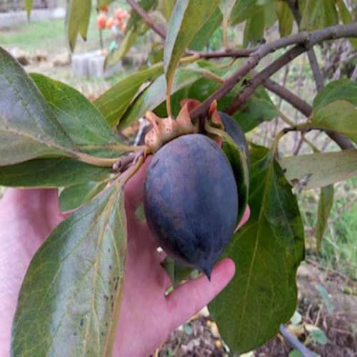 Black Permission Seeds – Heirloom, Non-GMO, High Germination Organic Garden Seeds