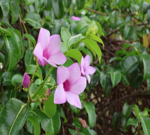 Purple Allamanda Flower Seeds Heirloom Non-GMO High Germination Organic Garden Seeds for Planting
