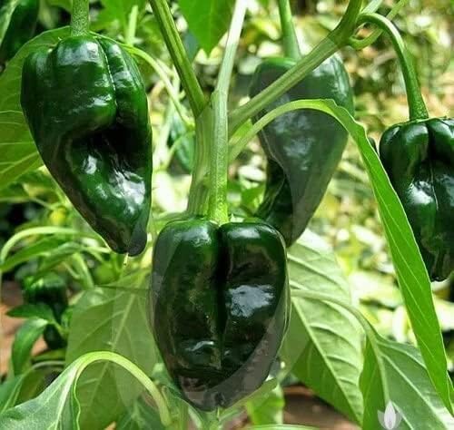 ancho poblano flower seeds