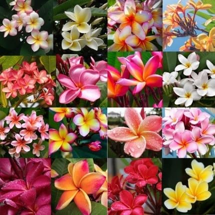 Mixed Plumeria Flower Seeds – Heirloom, Non-GMO, High Germination Organic Garden Seeds