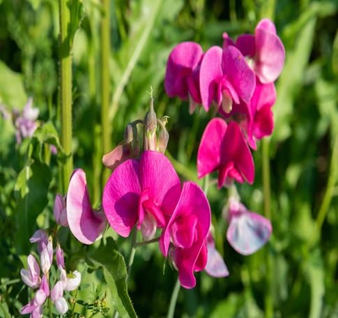 Sweet Pea Flower Seeds Heirloom Non-GMO High Germination Organic Garden Seeds