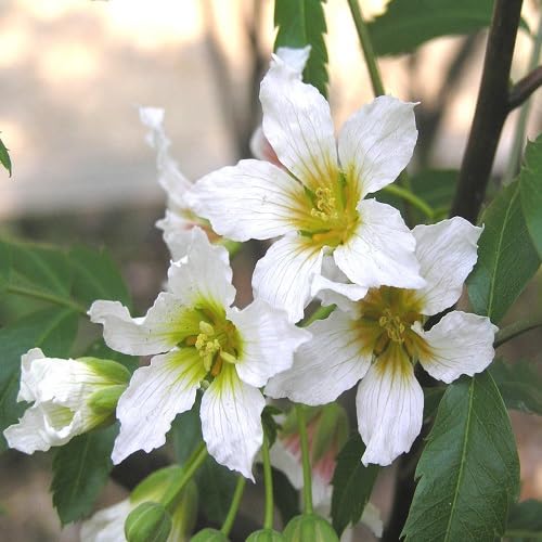 Sorbifolium Flower Seeds for Planting – Heirloom, Non-GMO, High Germination Organic Garden Seeds