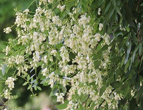 Nuevas Semillas de Flores de Styphnolobium para Plantar – Hereditarias, Sin OGM, de Alta Germinación, Semillas Orgánicas para Jardín