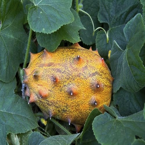 Orange Kiwano Seeds for Planting – Heirloom Non-GMO High Germination Organic Garden Seeds