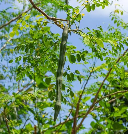 Moringa Seeds – Heirloom, Non-GMO, High Germination Organic Garden Seeds Planting