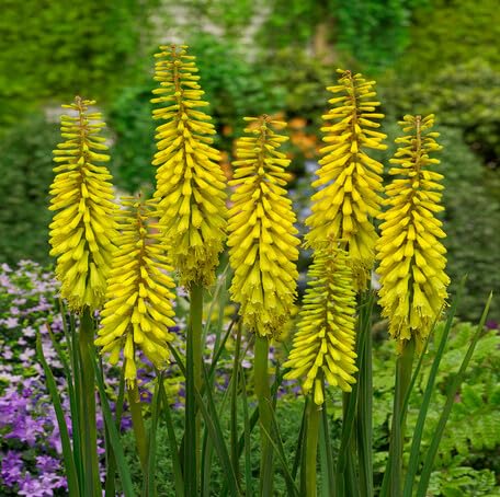 yellow kniphofia flower seeds
