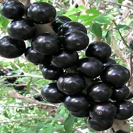 Black Jabuticaba Seeds – Heirloom, Non-GMO, High Germination Organic Garden Seeds
