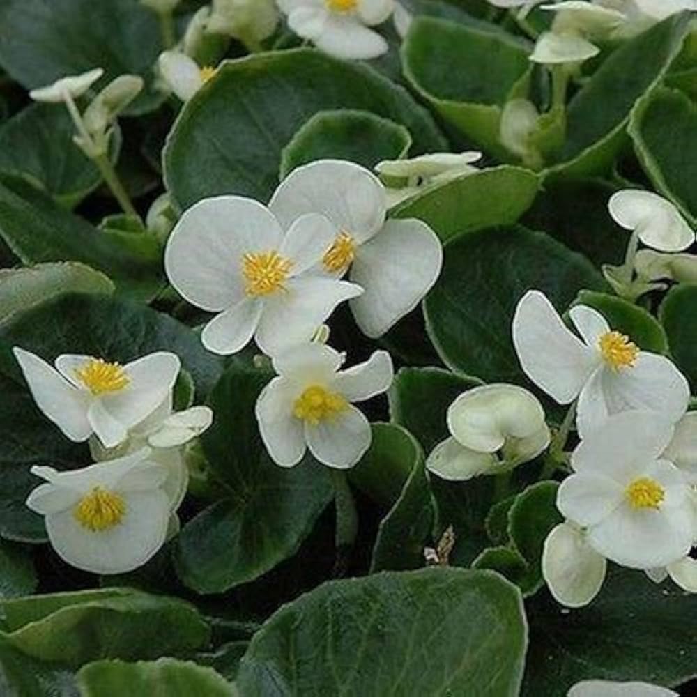 white pelleted flower seeds