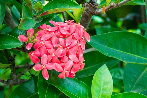 jasmine flower pink heirloom non-gmo seeds