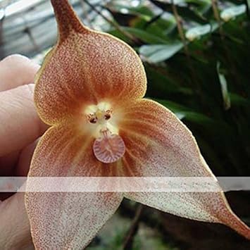 browndraculaflowerheirloomnongmo flower seeds