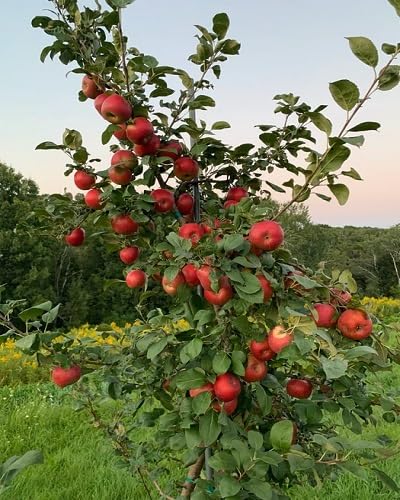 Red Apples Tree Seeds – Heirloom, Non-GMO, High Germination Organic Garden Seeds