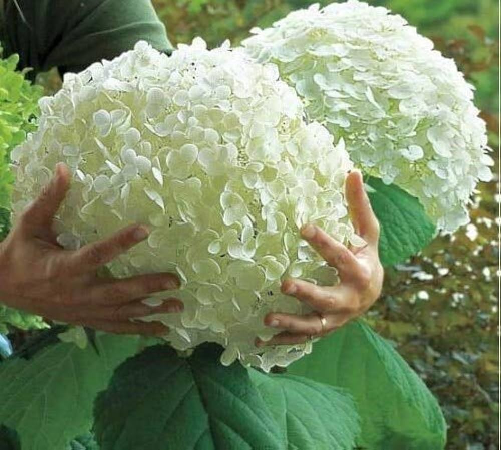 hydrangea hydrangea flower seeds