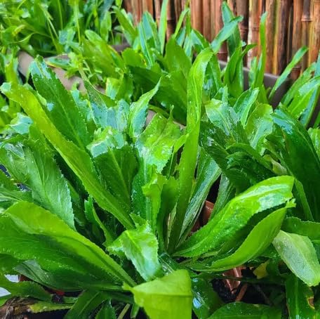 green culantro flower seeds