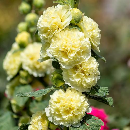 Yellow Double Petal Hollyhock Flower Seeds – Heirloom Non-GMO High Germination Organic Seeds