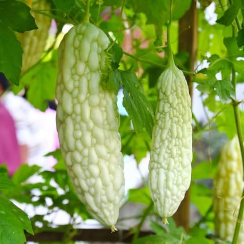 Samen der Weißen Bittermelone – Alte Sorte, gentechnikfrei, keimstark, Bio-Gartensamen für die Aussaat