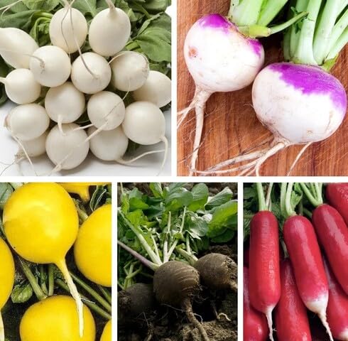 Mixed Radish Seeds – Heirloom, Non-GMO, High Germination Organic Garden Seeds Planting
