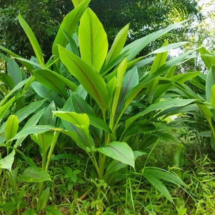 Green Turmeric herb seeds