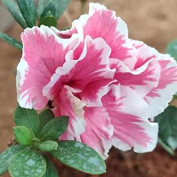 White Pink Azalea Flower Seeds for Planting – Heirloom Non-GMO High Germination Organic Seeds