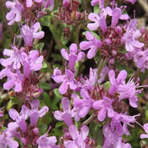 Serpyllum Flower Seeds for Planting – Heirloom, Non-GMO, High Germination Organic Garden Seeds