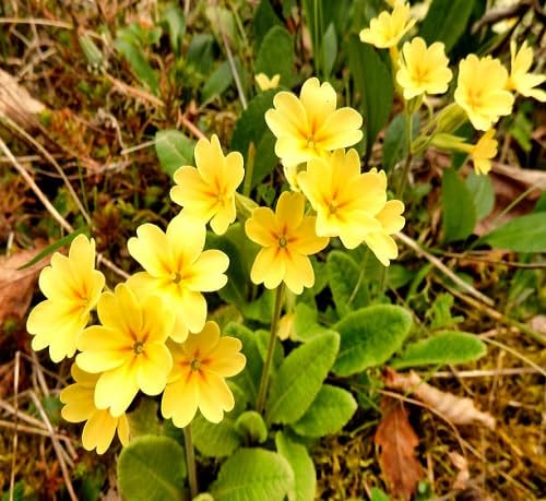 Yellow Primula Flower Seeds for Planting – Heirloom Non-GMO High Germination Organic Garden Seeds