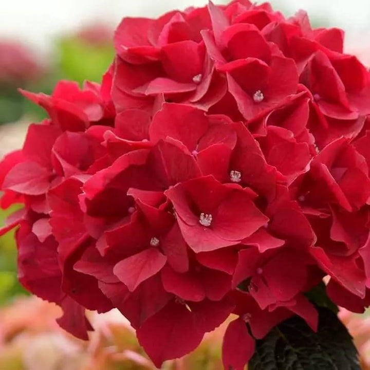 Semillas de hortensias rojas – Cimarrón, sin OGM, semillas de alta germinación