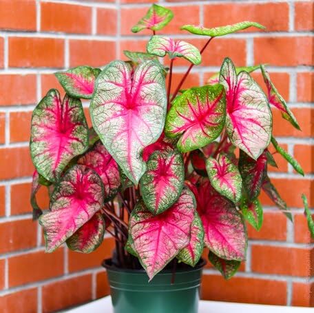 greenpinkcaladiumheirloomnongmo flower seeds