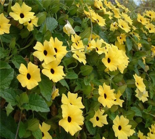 Thunbergia Flower Seeds Yellow Heirloom Non-GMO High Germination Organic Garden Seeds for Planting