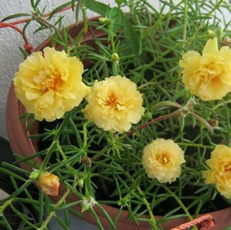 Yellow Portulaca Grandiflora Flower Seeds – Heirloom Non-GMO High Germination Organic Seeds