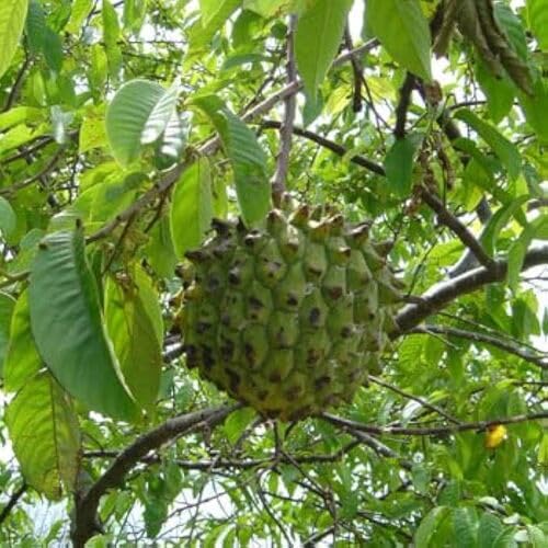 Green Rollinia Deliciosa Seeds – Heirloom, Non-GMO, High Germination Organic Garden Seeds