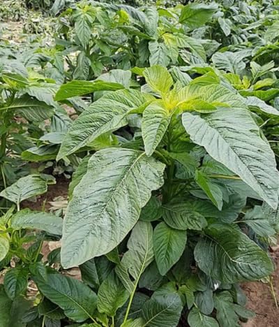 Green Callaloo Green Seeds – Heirloom, Non-GMO, High Germination Organic Garden Seeds Planting