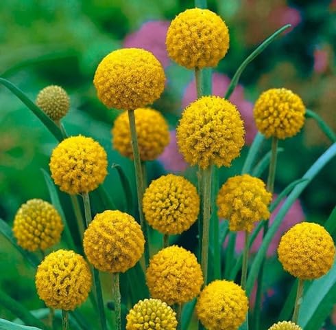 Yellow Craspedia Globosa Flower Seeds – Heirloom, Non-GMO, High Germination Organic Garden Seeds