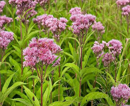 pink aster flower heirloom non-gmo seeds