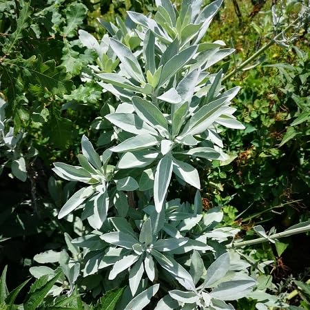 Salbeisamen Erbstück gentechnikfrei hohe Keimrate Bio-Gartensamen zum Pflanzen