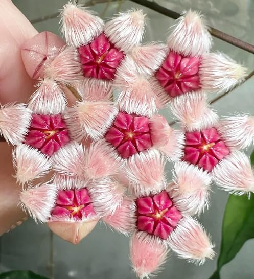 pink hoya flower seeds