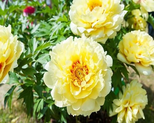 Peony Flower Seeds Yellow – Heirloom, Non-GMO, High Germination Seeds for Planting