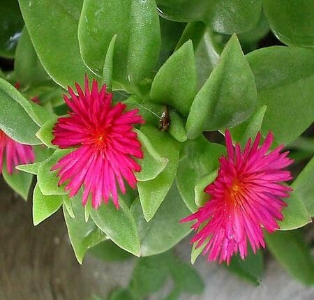 pink aptenia flower seeds