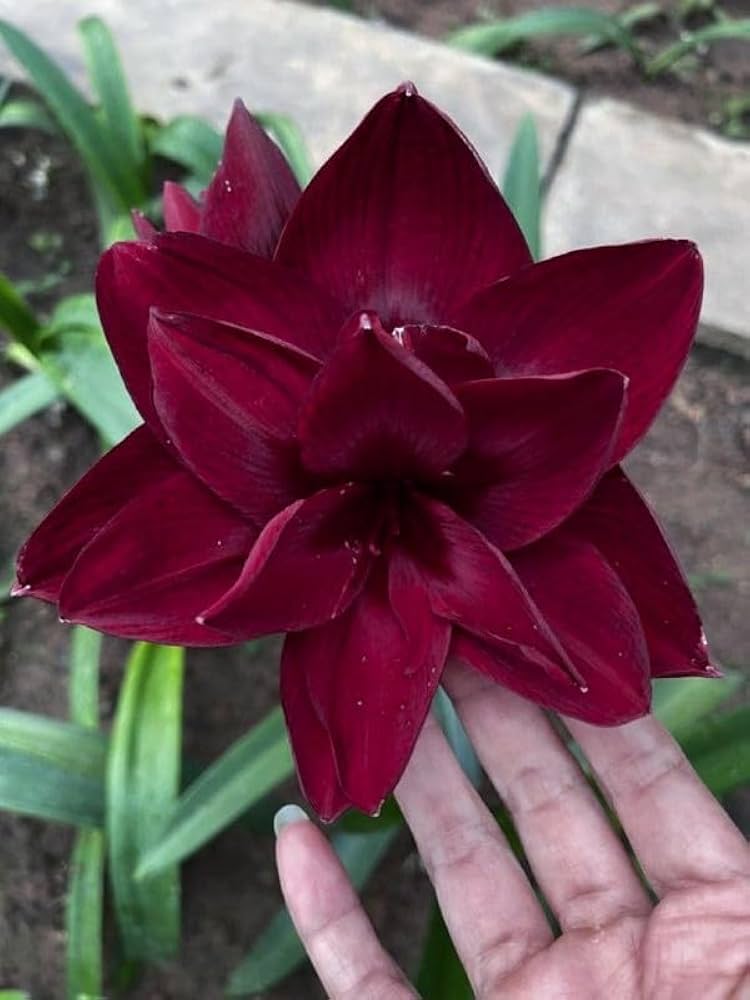 Maroon Amaryllis Barbados Flower Seeds – Heirloom, Non-GMO, High Germination Seeds