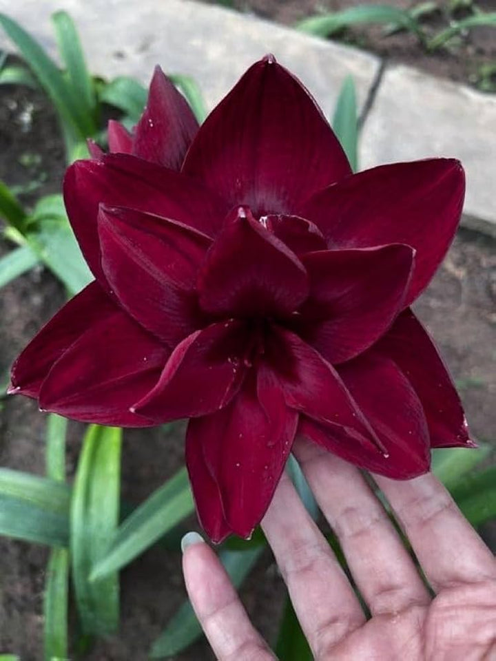 Maroon Amaryllis Barbados Flower Seeds – Heirloom, Non-GMO, High Germination Seeds