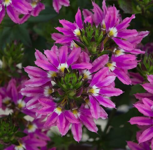 Semillas de flores Scaevola Surdiva Rosada – Semillas de jardín orgánicas de polinización abierta, sin OMG, de alta germinación para sembrar